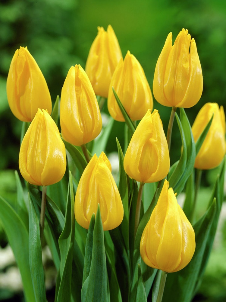 Луковица TUBERBULB Export B.V. тюльпана триумф Йокогама 3 шт.