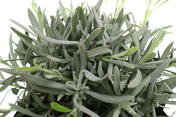 Растение Лаванда 13х35 см