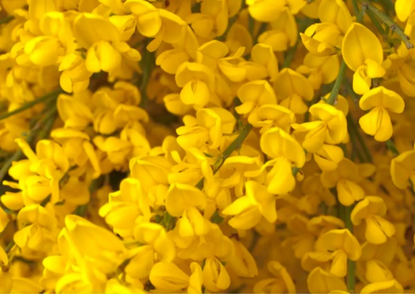 Растение Ракитник Рампант/CYTISUS Rampant С2/ Н30-40