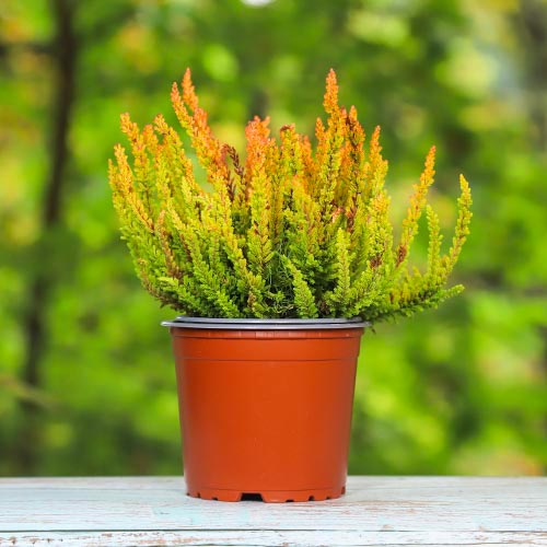 Рослина Верес каллуна жовта Зое d12/h25