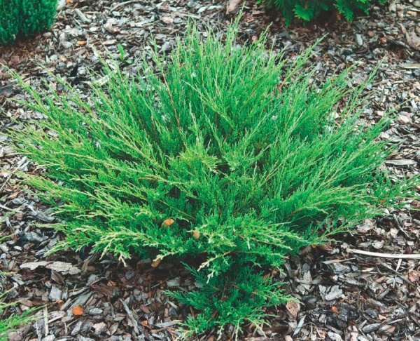 Растение Можжевельник Андорра Компакт d15/h30