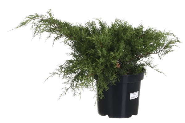 Растение Можжевельник средний Old Gold (V21-S23 30-40 C7.5)