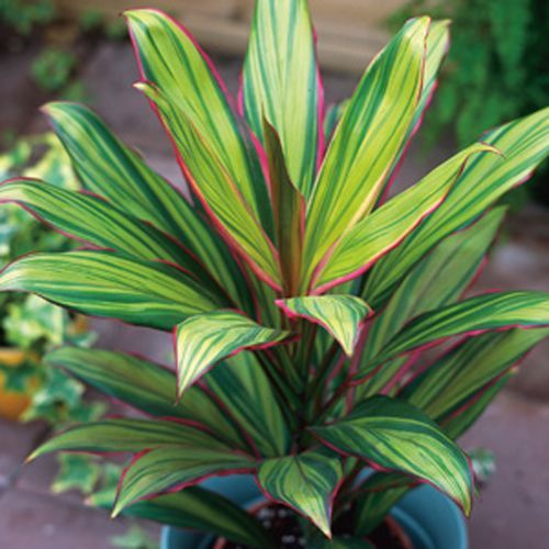 Рослина кімнатна Кордиліна 12/35 Cordyline Kiwi