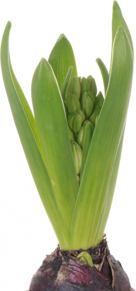 Растение декоративное Гиацинт 1pp 6/20