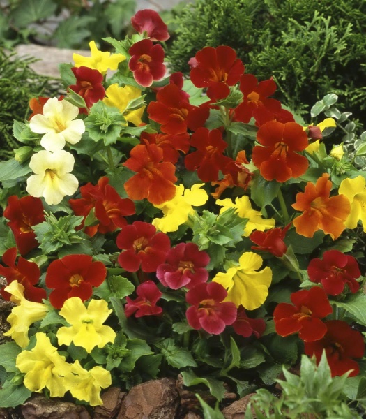 Насіння Професійне насіння мімулюс Твінкл суміш 0,01 г (4823058201023)