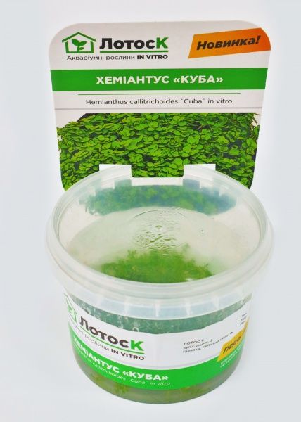 Рослина акваріумна Лотос К Хеміантус Куба (Hemianthus callitrichoides `Cuba` in vitro)