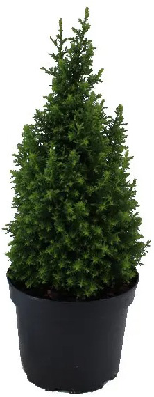 Рослина Кипарисовик 