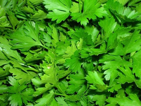 Насіння Професійне насіння петрушка листова Маестро 1 г (4820176690692)