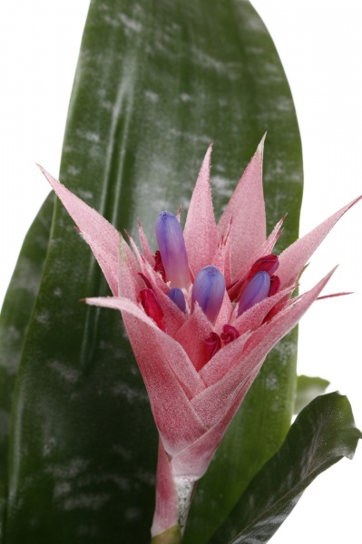 Растение Эхмея Primera 14/60