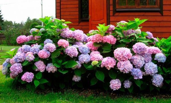 Рослина Гортензія Macrophylla мікс 2/3 10х20 см