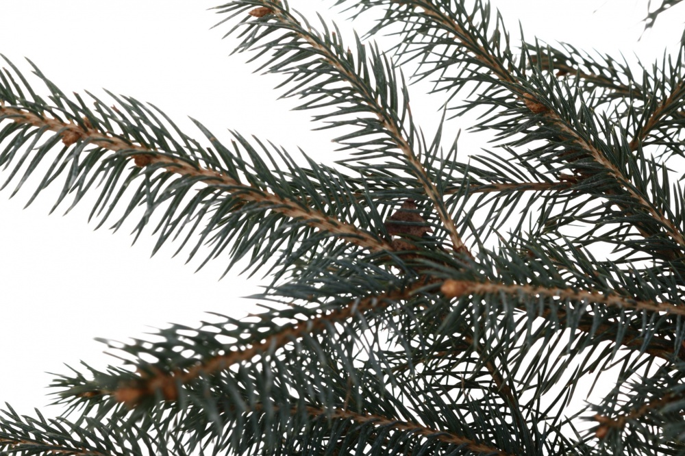 Растение Ель Kaibab C5