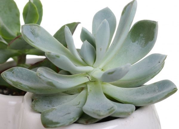 Рослина Сукулент в подвійному горщику 14/15