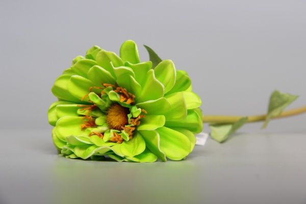 Растение декоративное Маргаритка 50 см зеленая Девилон
