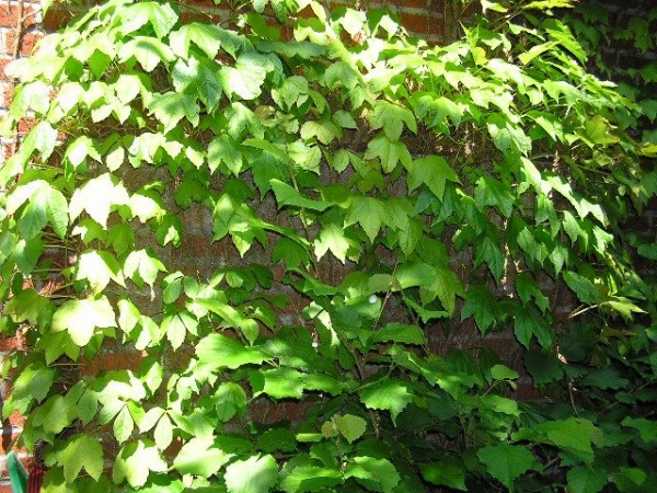 Растение Партеноцисус d17/h70