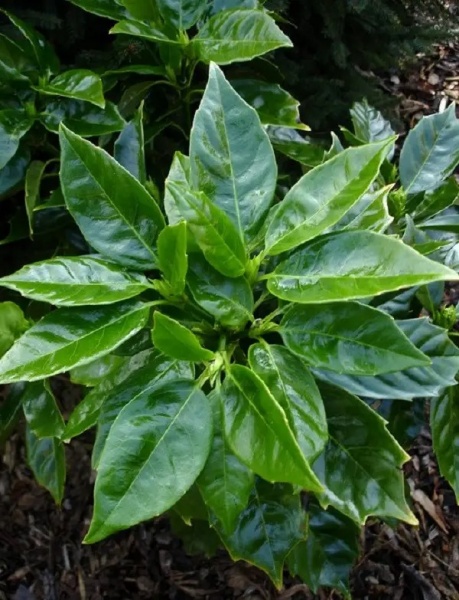 Растение Аукуба Японская Розание/Aucuba jap. 'Rozannie' С3/Н 20-30