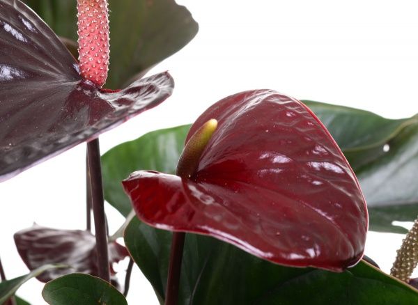 Растение комнатное Антуриум Отазу 17x85 см