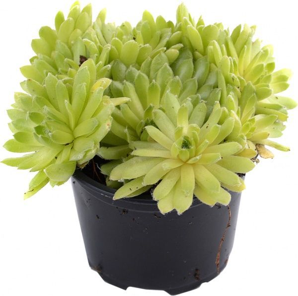 Рослина Семпервівум мікс d9