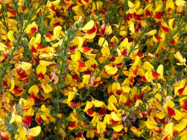 Рослина Рокитник вінцевий Андреанус/CYTISUS scoparius Andreanus С3 Н40