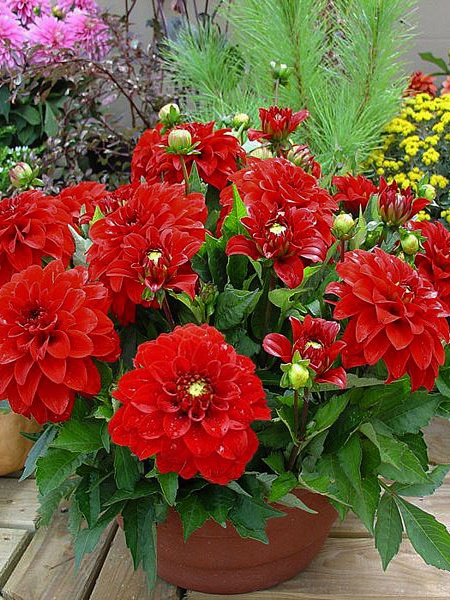 Корнеклубень георгины декоративной Гэллери Ривера 1 шт. 