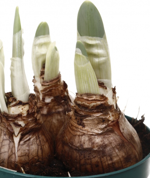 Растение комнатное Нарцисс микс d12/h20