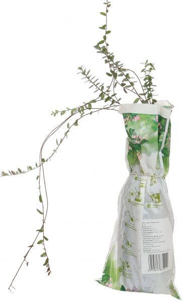 Саженец клюквы Бен Лир