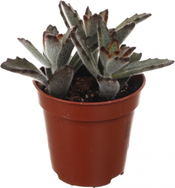 Рослина кімнатна Сукулент 5х8 см