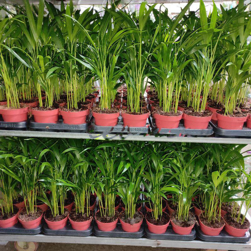 Рослина Дипсіс 12х40