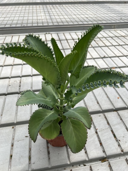 Растение комнатное Каланхое лекарственное d12/h25