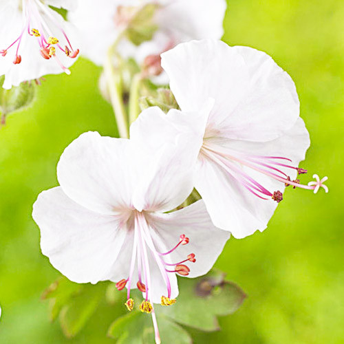 Растение Герань кембриджская Biokovo С3