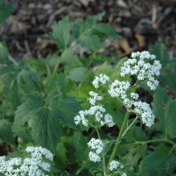 Растение Валерьяна лекарственая