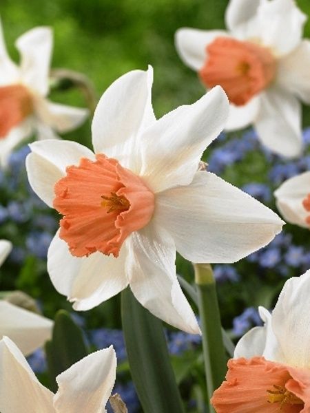 Луковица TUBERBULB Export B.V. нарцисса Акцент 3 шт. 