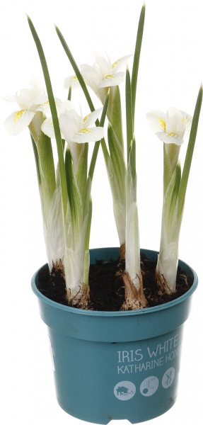 Растение комнатное Ирис d8/h10