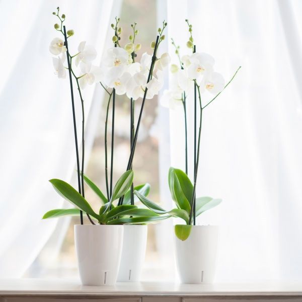 Вазон пластиковый Santino Орхидея TWIN круглый 1,3л белый 