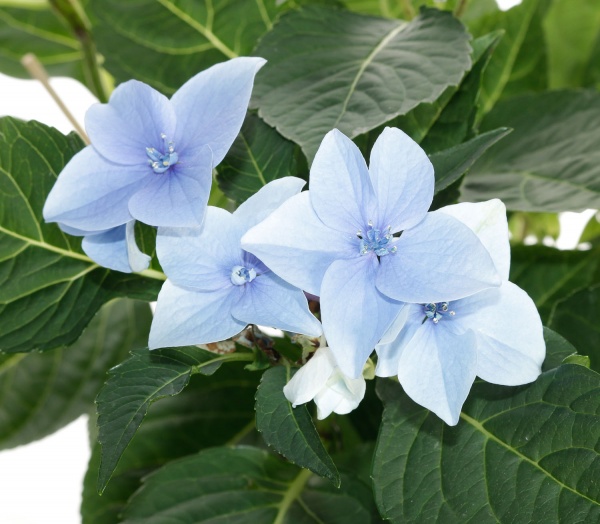 Растение комнатное Гидрангия 15/55 микс (bl)