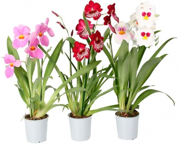 Растение комнатное Мильтония 1 ветка 12х50 см