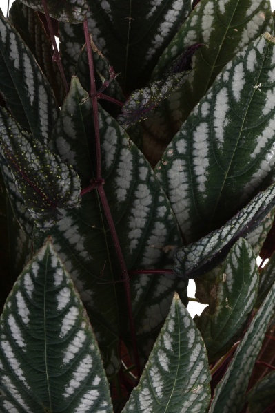 Растение комнатное Циссус Дисколор d24/h110