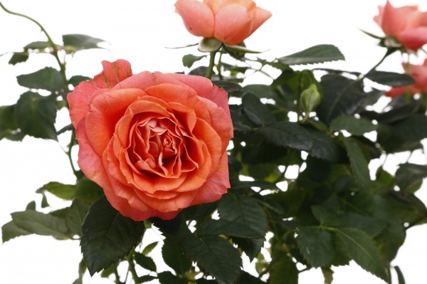 Растение комнатное Роза 10,5/25 Кордана