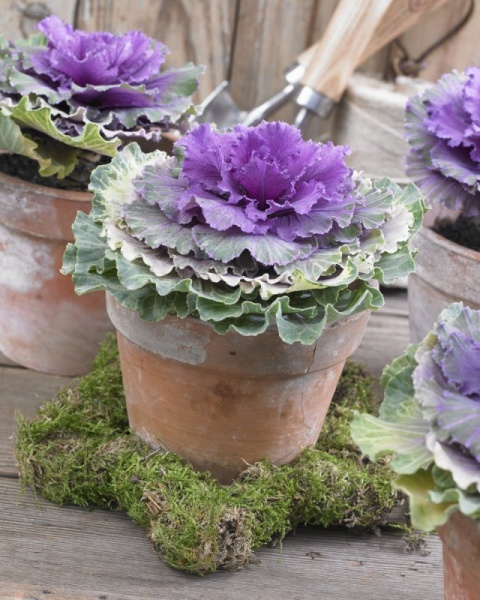 Растение Брассика 9x15 см