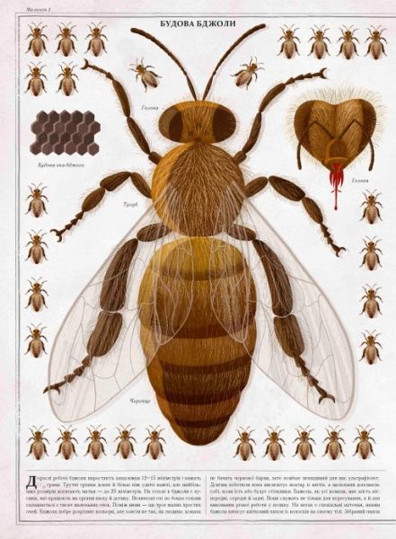 Книга Петр Соха «Бджоли» 978-966-915-239-8