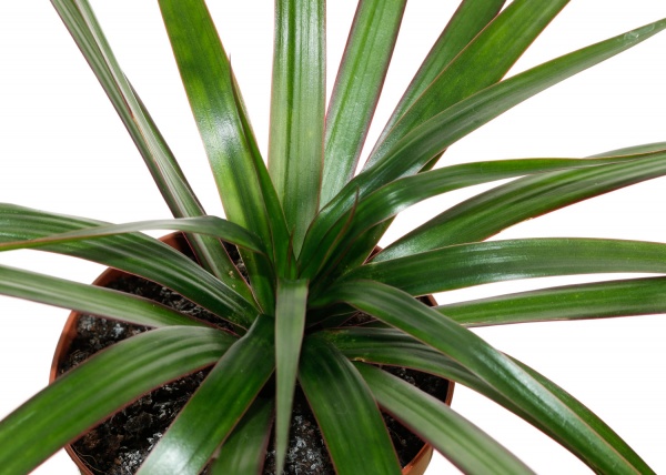 Растение комнатное Плантмикс 12/35