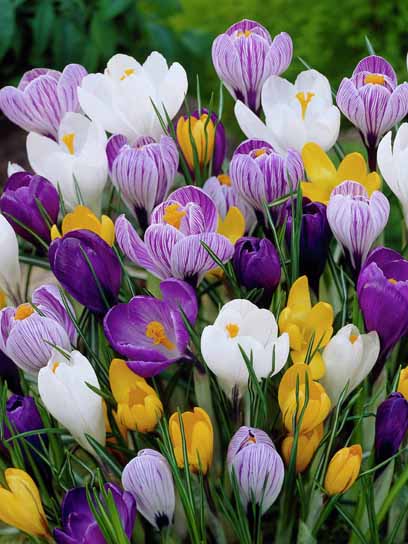 Клубнелуковица крокуса крупноцветкового смесь 4 шт. 