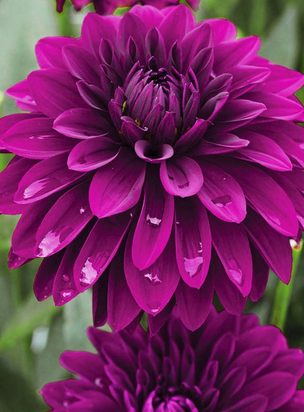 Корнеклубень георгины декоративной Томас Эдисон 1 шт. 