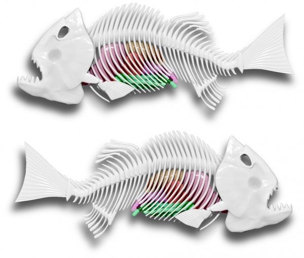 Набір дослідника Joker Slimy Lab Анатомія тварин_Піранья 38072