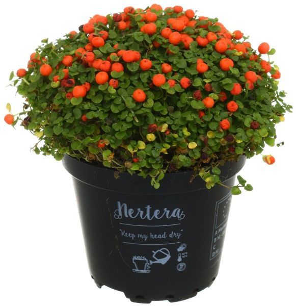 Растение Нертера 8х12 см