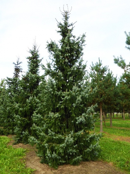 Растение Ель сербская (V18-S23 h120-140 WRB)