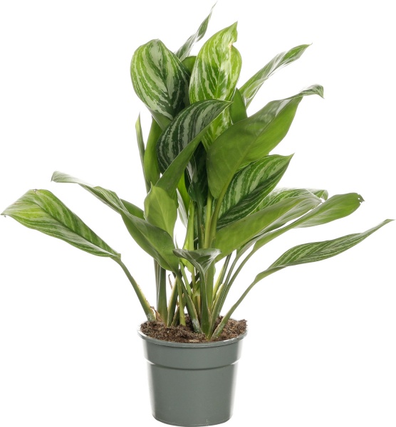 Растение комнатное Аглоонема 17/55