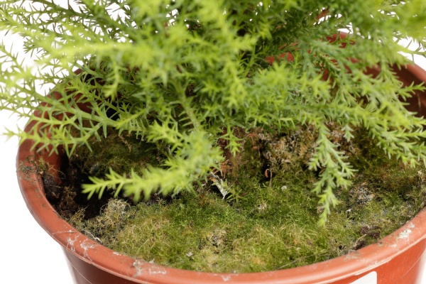 Растение комнатное Ципрессус Goldcrest Wilma 14/60