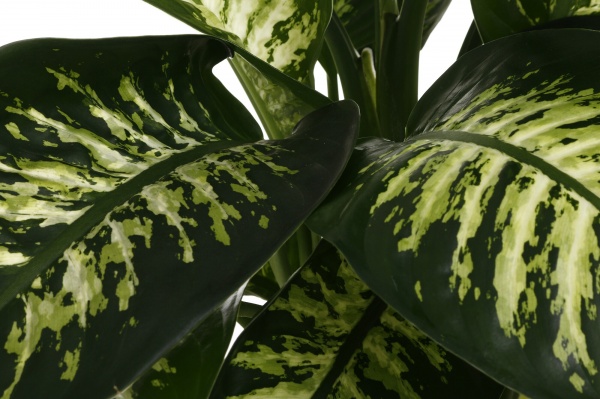 Растение комнатное Диффенбахия 24/100 микс