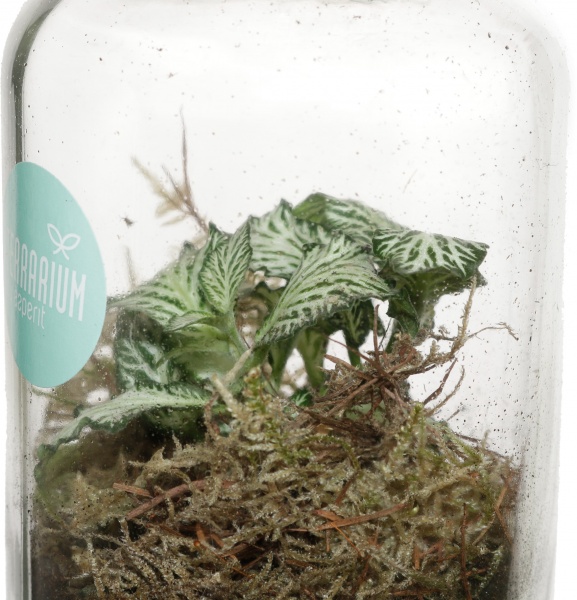 Растение террариум в бутылке 10/14