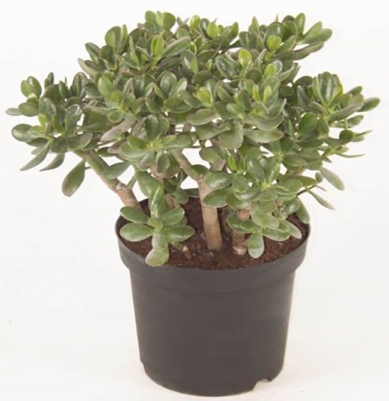 Растение Крассула минова 12/20